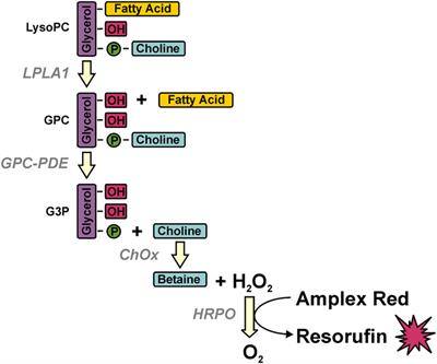 Elevated Serum Lysophosphatidylcholine in Patients with Systemic Lupus Erythematosus Impairs Phagocytosis of Necrotic Cells In Vitro